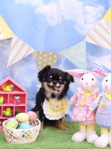 20240330ルナちゃん